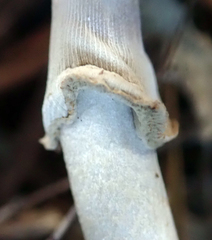 Amanita australis