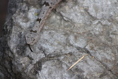Crotalus lepidus klauberi