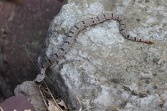 Crotalus lepidus klauberi