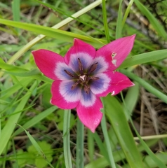 Tulipa humilis