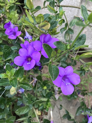 Purple Bushviolet (Barleria obtusa)