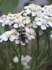 Judolia instabilis