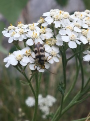 Judolia instabilis