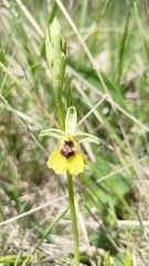 Ophrys lacaitae (Ophrys lacaitae)