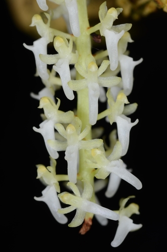 Dives Orchid