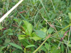 Catorhintha