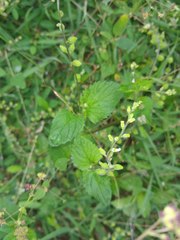 Priva lappulacea