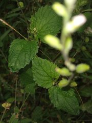 Priva lappulacea