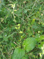 Priva lappulacea