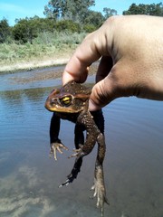 Rhinella achavali