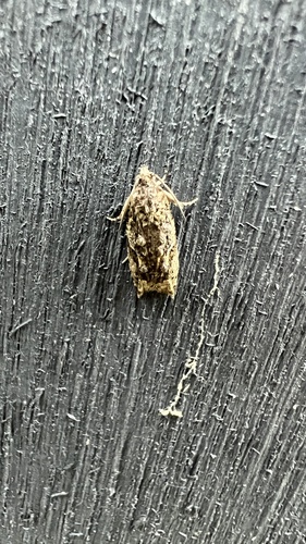 Maple Twig Borer Moth photo 3