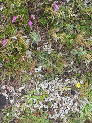 Gentianella cerastioides