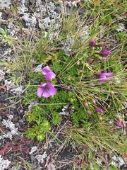 Gentianella cerastioides