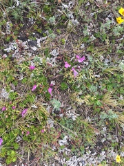 Gentianella cerastioides