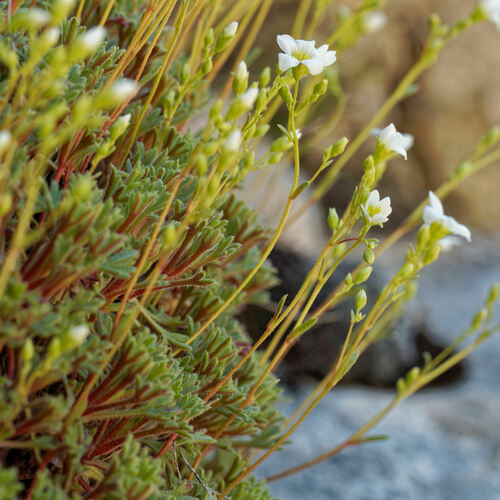 Saxifraga babiana