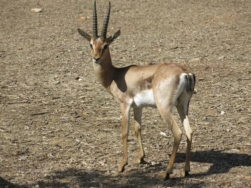 マウンテンガゼル