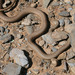 Forskal Sand Snake - Photo (c) Khalid Ben Kaddour, some rights reserved (CC BY-NC-ND)