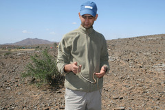 Psammophis schokari