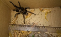 Grammostola