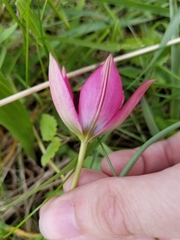 Tulipa humilis
