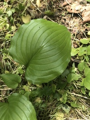 Hosta