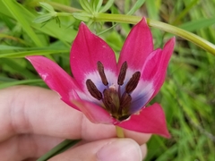 Tulipa humilis