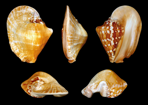 wide-mouthed conch