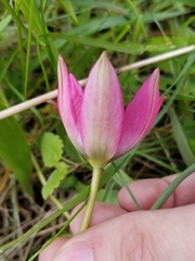 Tulipa humilis
