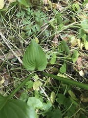 Hosta