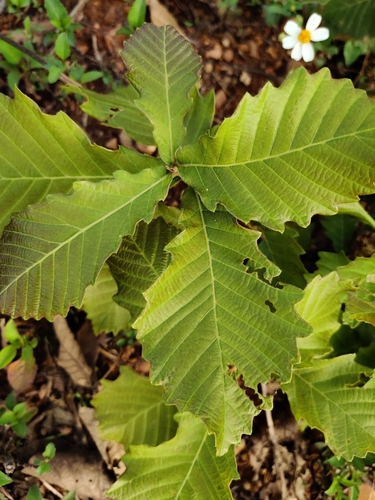 paisang (Quercus griffithii)