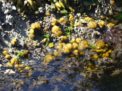 Leathesia marina