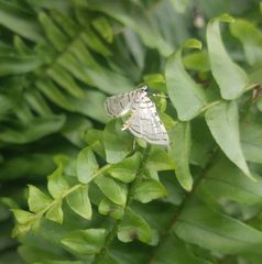 Conchylodes concinnalis