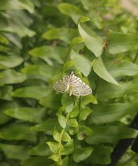 Conchylodes concinnalis