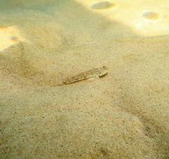 Favonigobius lateralis