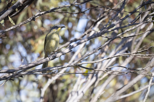 Purple-gaped Honeyeater (Lichenostomus cratitius), photo 7