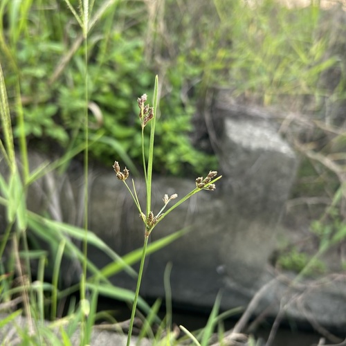 Fimbristylis dichotoma iNat (1)