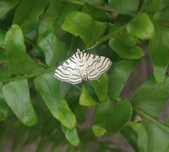 Conchylodes concinnalis