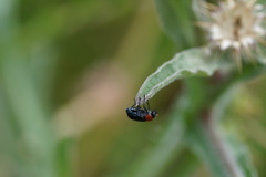 Cryptocephalus sanguinicollis