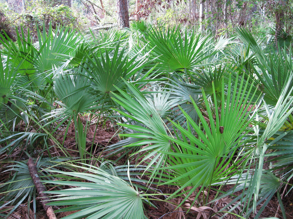 Serenoa