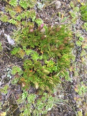 Gentianella cerastioides