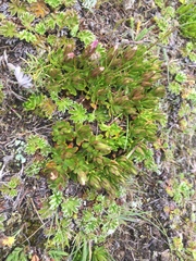 Gentianella cerastioides