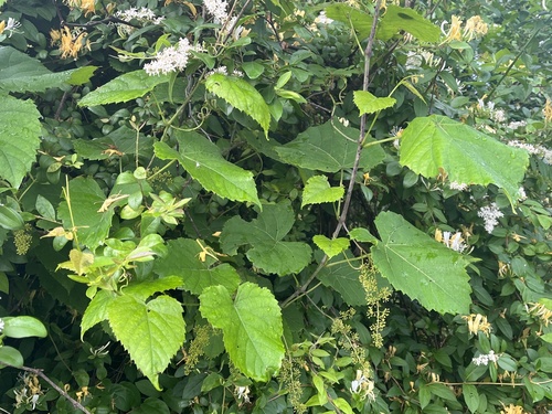 frost grape (Vitis vulpina)