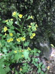 Youngia thunbergiana