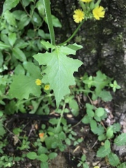 Youngia thunbergiana