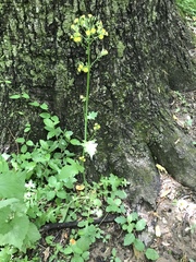 Youngia thunbergiana