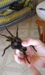 Grammostola