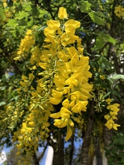 Laburnum