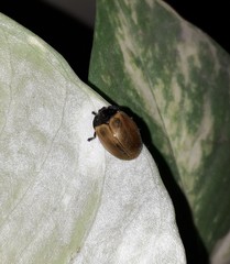 Chelymorpha cribraria