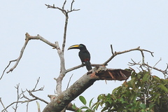 Pteroglossus pluricinctus