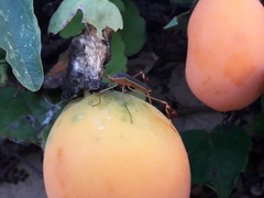 Anisoscelis marginellus